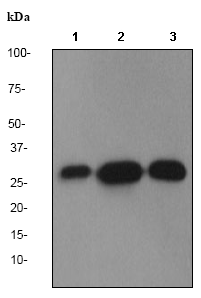 Western blot - Anti-Calretinin antibody [EPR1798(I)] (AB76028), expandable thumbnail