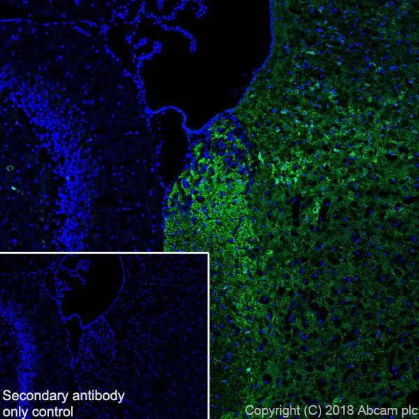 Immunohistochemistry (Frozen sections) - Anti-Calretinin antibody [SP13] - BSA and Azide free (AB239795)