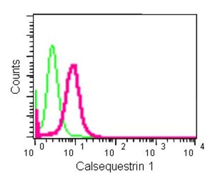 Flow Cytometry (Intracellular) - Anti-Calsequestrin 1 antibody [EPR15226(B)] (AB185220), expandable thumbnail