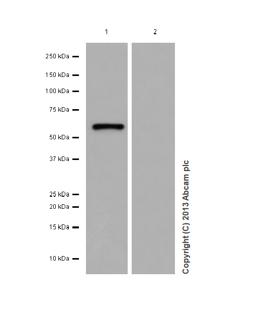 Western blot - Anti-Calsequestrin 1 antibody [EPR15226(B)] (ab185220), expandable thumbnail