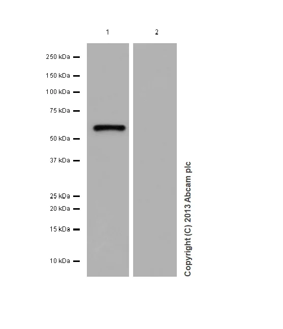 Western blot - Anti-Calsequestrin 1 antibody [EPR15226(B)] (AB185220)