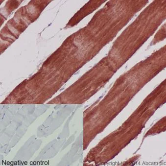 Immunohistochemistry (Formalin/PFA-fixed paraffin-embedded sections) - Anti-Calsequestrin 1 antibody [EPR15227(B)] - BSA and Azide free (AB251086)