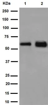 Western blot - Anti-Calsequestrin 1 antibody [EPR15227(B)] - BSA and Azide free (AB251086)