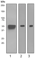 Western blot - Anti-Calsequestrin 2 antibody [EPR4227] - BSA and Azide free (AB247617)