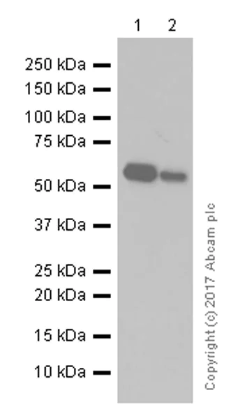 Western blot - Anti-Calsequestrin 2 antibody [EPR4228] (AB108381)