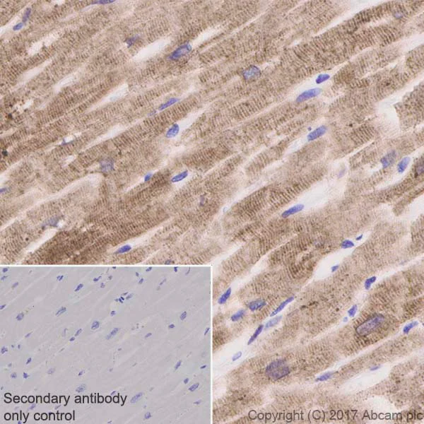 Immunohistochemistry (Formalin/PFA-fixed paraffin-embedded sections) - Anti-Calsequestrin 2 antibody [EPR4228] - BSA and Azide free (AB247652)