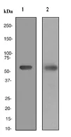 Western blot - Anti-Calsequestrin 2 antibody [EPR4228] - BSA and Azide free (AB247652)