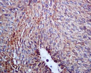 Immunohistochemistry (Formalin/PFA-fixed paraffin-embedded sections) - Anti-Calumenin antibody [EPR9075] (AB137019)