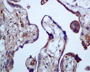 Immunohistochemistry (Formalin/PFA-fixed paraffin-embedded sections) - Anti-Calumenin antibody [EPR9075] (AB137019)