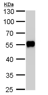 Western blot - Anti-CAMK1G antibody (AB227209)