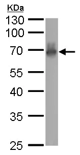 Western blot - Anti-CAMK1G antibody (AB227209)