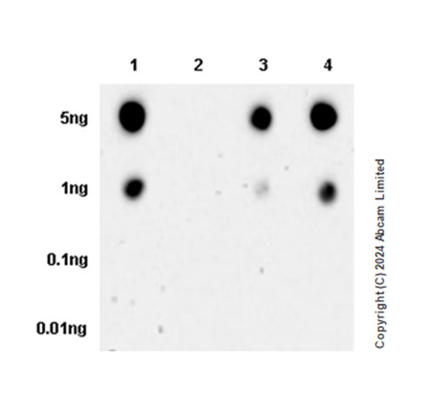 Dot Blot - Anti-CAMK2B/2D/2G (phospho T287) + CAMK2A (phospho T286) antibody [EPR28075-37] - BSA and Azide free (ab320639), expandable thumbnail