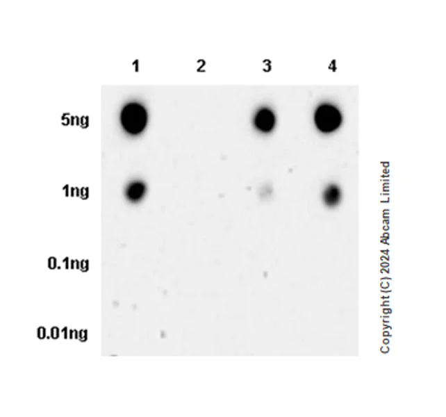 Dot Blot - Anti-CAMK2B/2D/2G (phospho T287) + CAMK2A (phospho T286) antibody [EPR28075-37] - BSA and Azide free (AB320639)