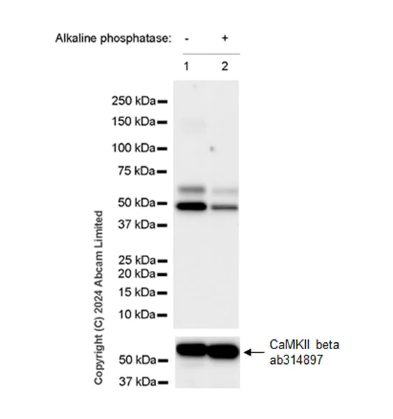 Western blot - Anti-CAMK2B/2D/2G (phospho T287) + CAMK2A (phospho T286) antibody [EPR28075-37] - BSA and Azide free (AB320639)