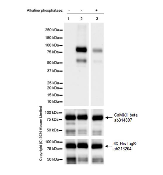 Western blot - Anti-CAMK2B/2D/2G (phospho T287) + CAMK2A (phospho T286) antibody [EPR28075-37] - BSA and Azide free (AB320639), expandable thumbnail