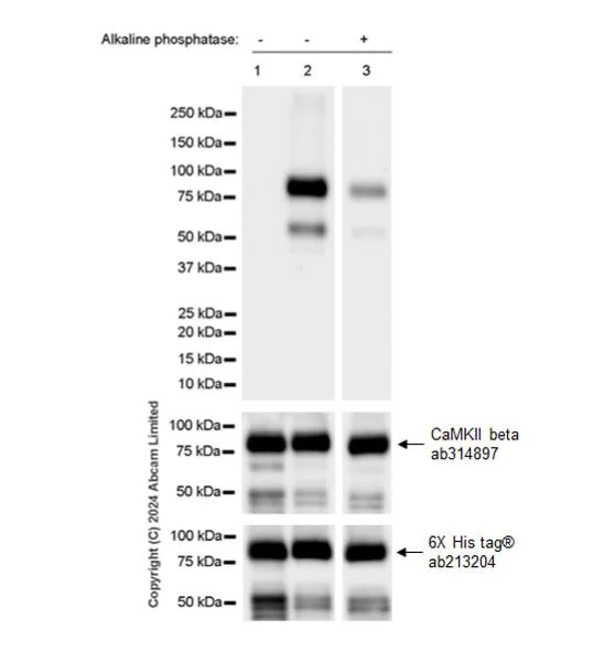 Western blot - Anti-CAMK2B/2D/2G (phospho T287) + CAMK2A (phospho T286) antibody [EPR28075-37] - BSA and Azide free (AB320639)