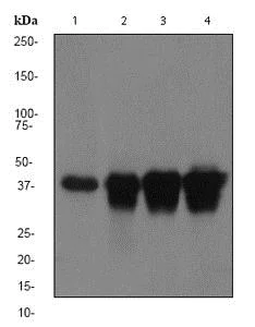 Western blot - Anti-CaMKI antibody [EPR2217Y] (AB68234)