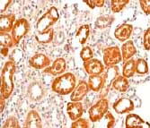Immunohistochemistry (Formalin/PFA-fixed paraffin-embedded sections) - Anti-CaMKI antibody [EPR2217Y] - BSA and Azide free (AB239859)