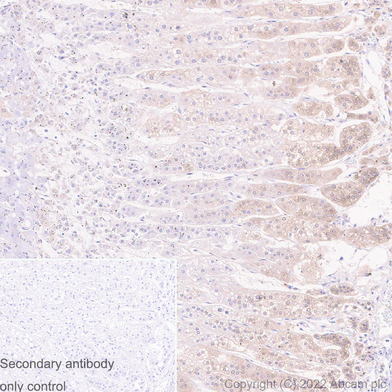 Immunohistochemistry (Formalin/PFA-fixed paraffin-embedded sections) - Anti-CaMKI antibody [EPR2217Y] - BSA and Azide free (AB239859)