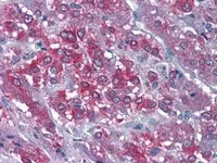 Immunohistochemistry (Formalin/PFA-fixed paraffin-embedded sections) - Anti-CaMKII alpha antibody (AB111890)