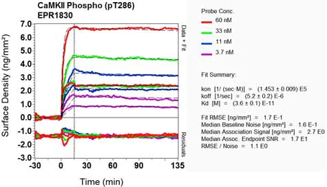 OI-RD Scanning - Anti-CaMKII alpha (phospho T286) antibody [EPR1830] (AB124880)