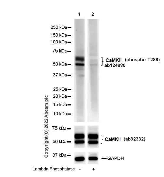 Western blot - Anti-CaMKII alpha (phospho T286) antibody [EPR1830] - BSA and Azide free (AB248035)