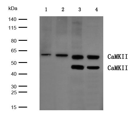 Western blot - Anti-CaMKII antibody (AB131468)