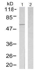 Western blot - Anti-CaMKII antibody (AB131468)