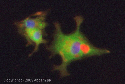 Immunocytochemistry/ Immunofluorescence - Anti-CaMKII antibody [EP1829Y] - BSA and Azide free (AB271841)