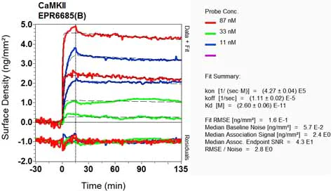 OI-RD Scanning - Anti-CaMKII antibody [EPR6685(B)] (AB126789)