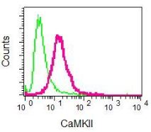 Flow Cytometry (Intracellular) - Anti-CaMKII antibody [EPR6685(B)] - BSA and Azide free (AB248185), expandable thumbnail
