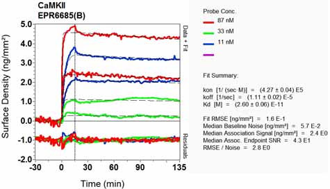 OI-RD Scanning - Anti-CaMKII antibody [EPR6685(B)] - BSA and Azide free (AB248185), expandable thumbnail