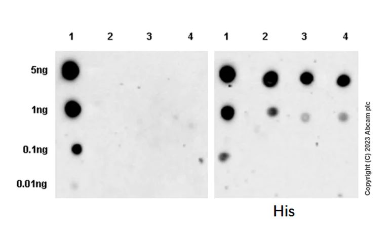 Dot Blot - Anti-CaMKII beta antibody [EPR28076-54] (AB314897)