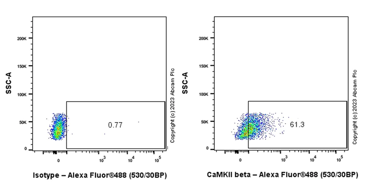 Flow Cytometry (Intracellular) - Anti-CaMKII beta antibody [EPR28076-54] (AB314897)