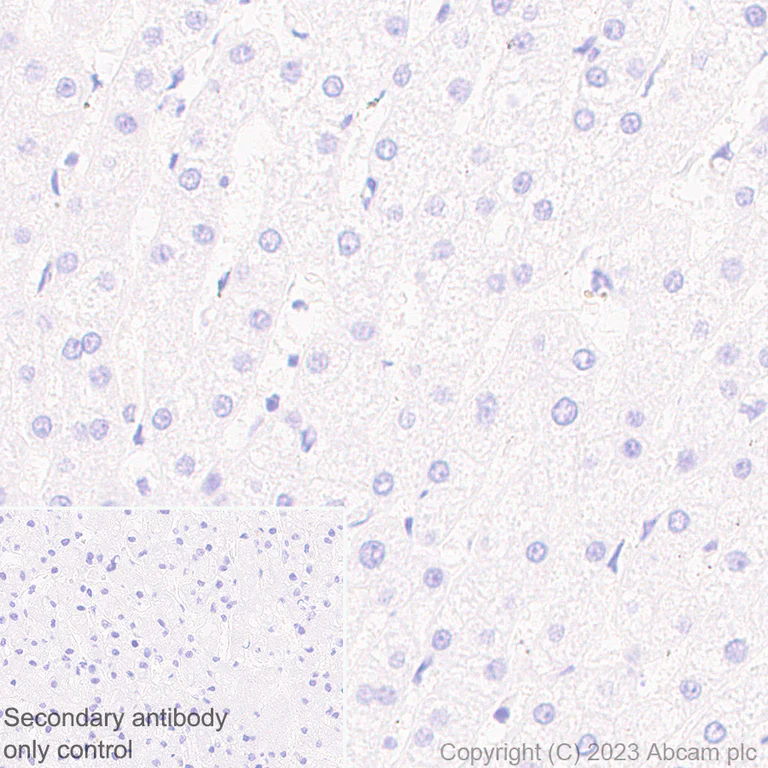 Immunohistochemistry (Formalin/PFA-fixed paraffin-embedded sections) - Anti-CaMKII beta antibody [EPR28076-54] (AB314897)