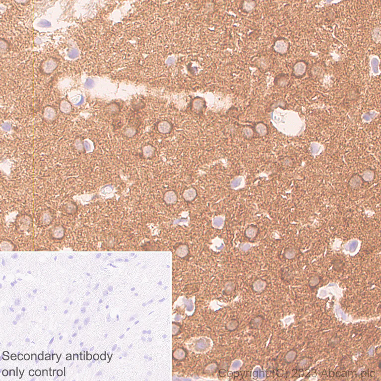 Immunohistochemistry (Formalin/PFA-fixed paraffin-embedded sections) - Anti-CaMKII beta antibody [EPR28076-54] - BSA and Azide free (AB314898)