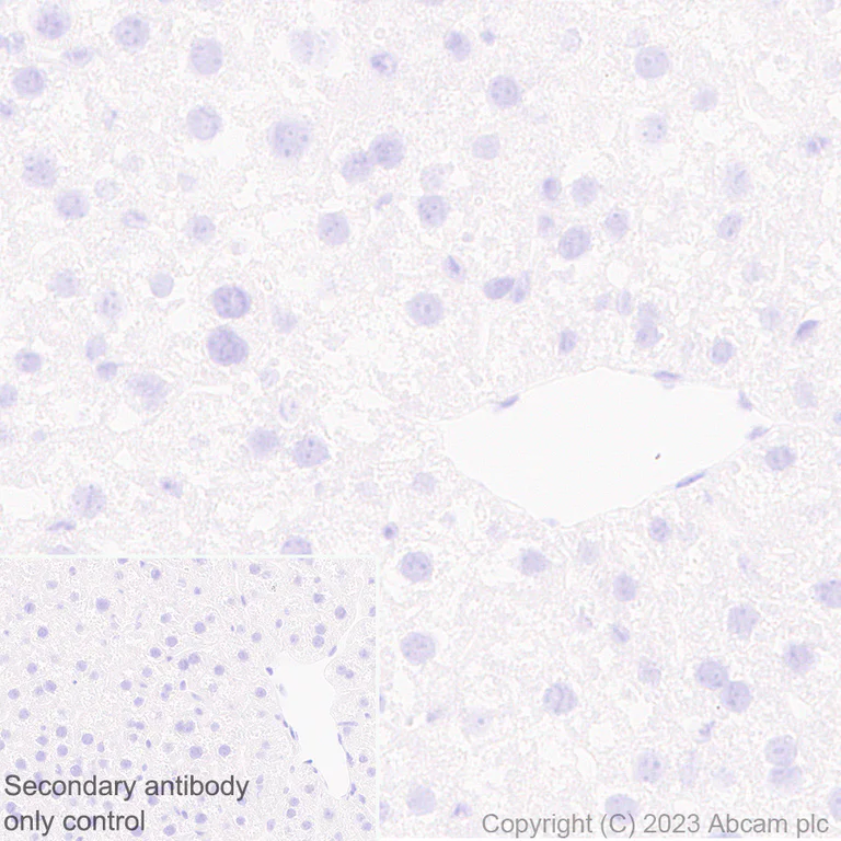 Immunohistochemistry (Formalin/PFA-fixed paraffin-embedded sections) - Anti-CaMKII beta antibody [EPR28076-54] - BSA and Azide free (AB314898)