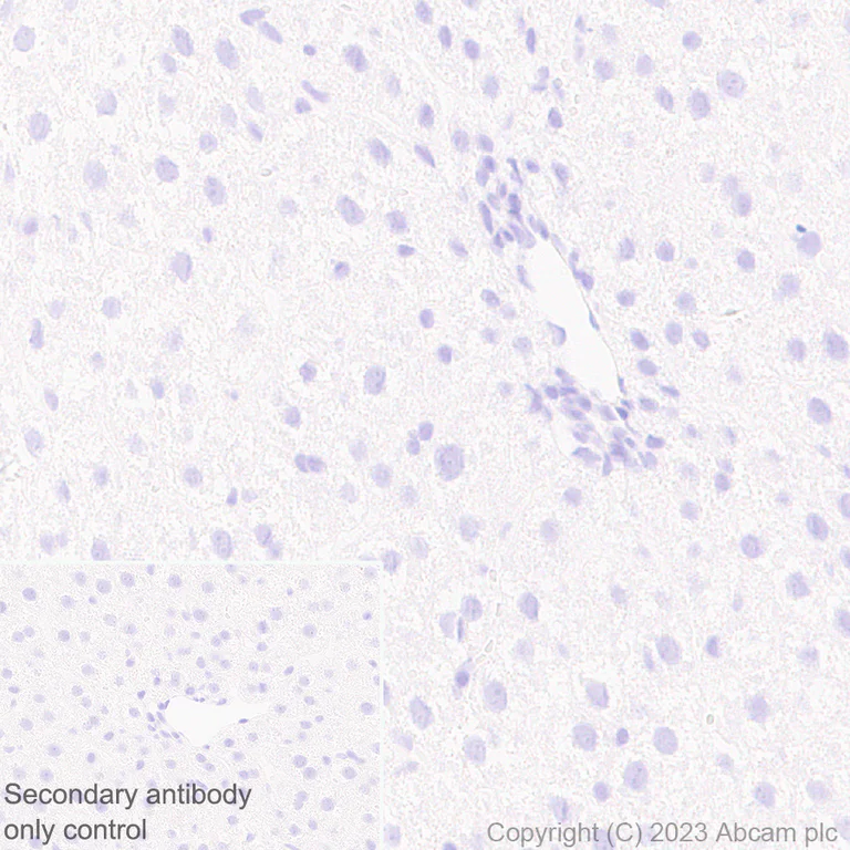 Immunohistochemistry (Formalin/PFA-fixed paraffin-embedded sections) - Anti-CaMKII beta antibody [EPR28076-54] - BSA and Azide free (AB314898)