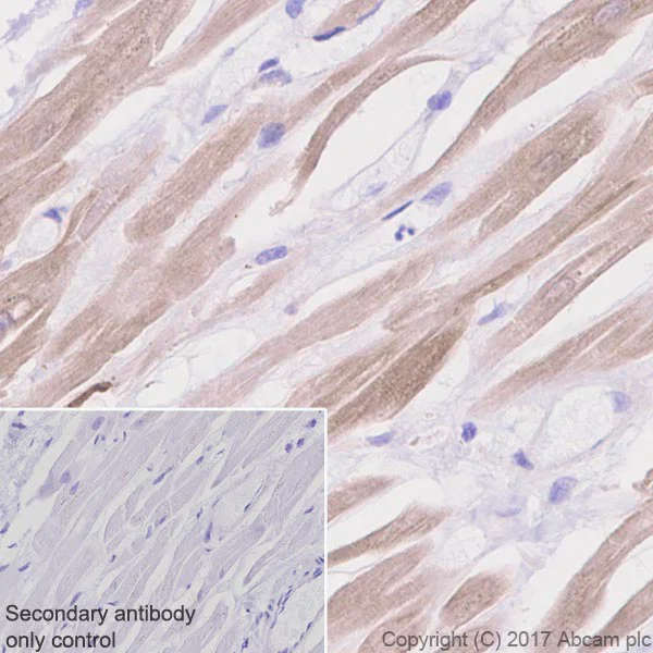Immunohistochemistry (Formalin/PFA-fixed paraffin-embedded sections) - Anti-CaMKII delta antibody [EPR13095] - BSA and Azide free (AB191588)