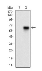 Western blot - Anti-CamKII gamma antibody [6A4A10] (AB202024)