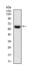Western blot - Anti-CamKII gamma antibody [6A4A10] (AB202024)