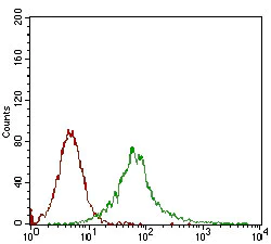 Flow Cytometry - Anti-CamKII gamma antibody [8G10C1] (AB201966)