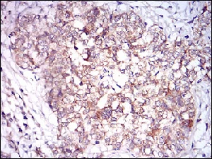 Immunohistochemistry (Formalin/PFA-fixed paraffin-embedded sections) - Anti-CamKII gamma antibody [8G10C1] (AB201966)