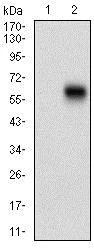 Western blot - Anti-CamKII gamma antibody [8G10C1] (AB201966)