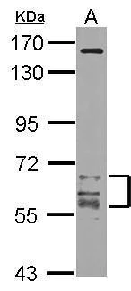 Western blot - Anti-CamKII gamma antibody (AB262701)