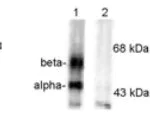 Western blot - Anti-CaMKII (phospho T286) antibody (AB32678)