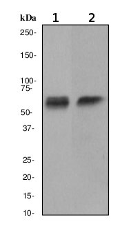 Western blot - Anti-CAMKIV antibody [EP2564Y] (AB75874)