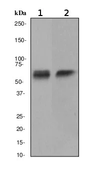 Western blot - Anti-CAMKIV antibody [EP2564Y] - BSA and Azide free (AB284725)