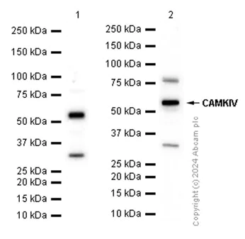 Western blot - Anti-CAMKIV antibody [EP2565AY] - BSA and Azide free (AB247379)