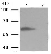 Western blot - Anti-CAMKIV (phospho T200) antibody (AB195000)